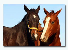 Equine Vets Long Island