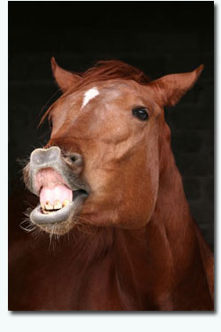 Equine Vet Long Island